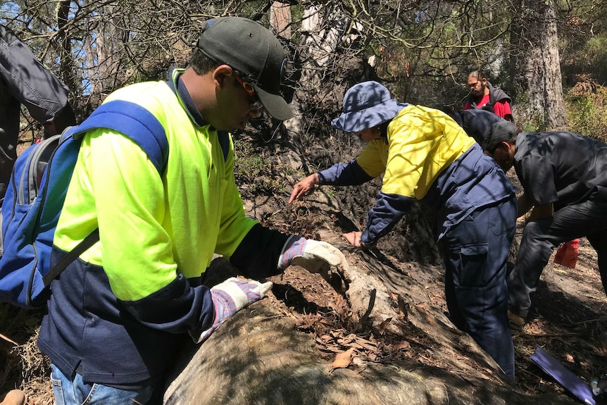 Two Gunaikurnai teenagers looking at a scar tree at Lake Tyres.