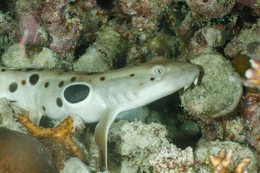 A small, spotted shark swimming on a reef.