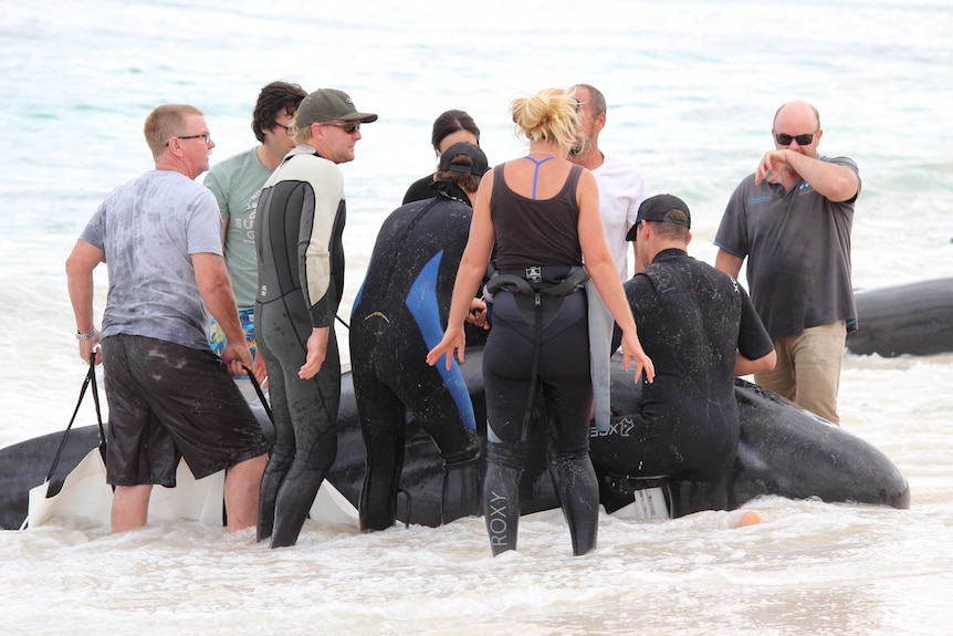 Rescuers wearing wetsuits stand in the shallows around a beached whale.