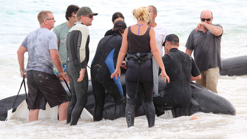 Rescuers wearing wetsuits stand in the shallows around a beached whale.