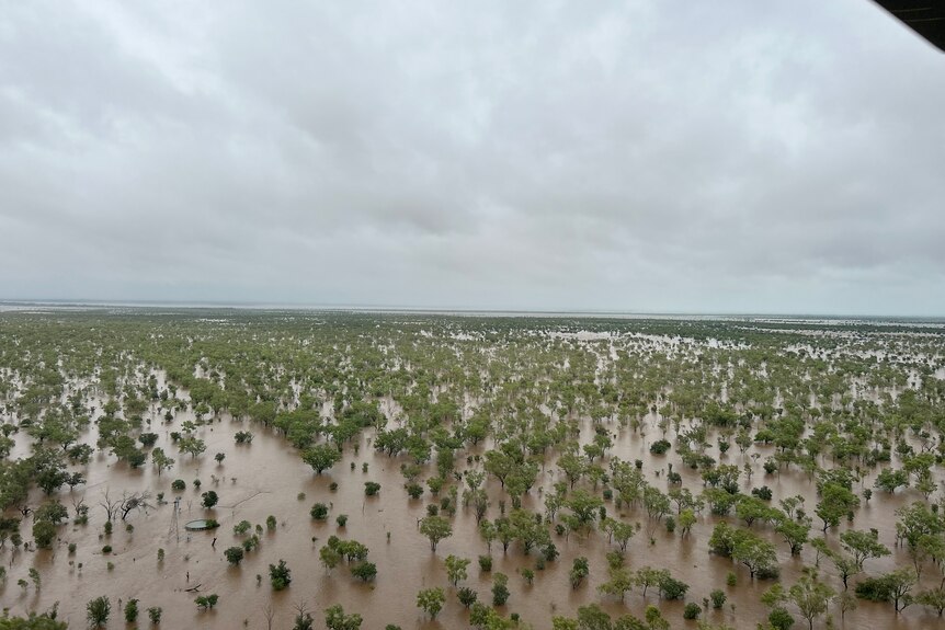 Flooding between Fitzroy Crossing and Noonkanbah showing many trees partially submerged.