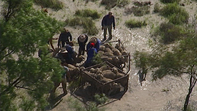 Sheep are being placed in cages so they can be airlifted away from floodwaters.