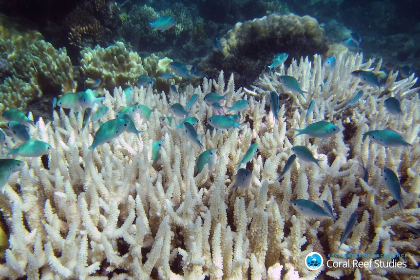 Blue-green damselfish on bleached coral on the Great Barrier Reef off far north Queensland