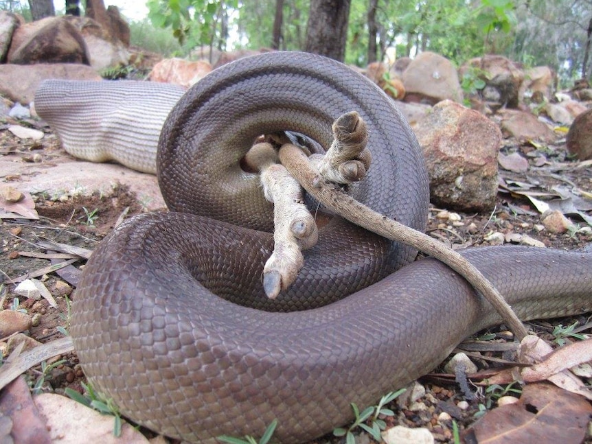 Olive python makes meal of agile wallaby in Northern Territory - ABC News
