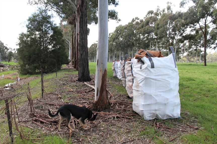 Farm foresty