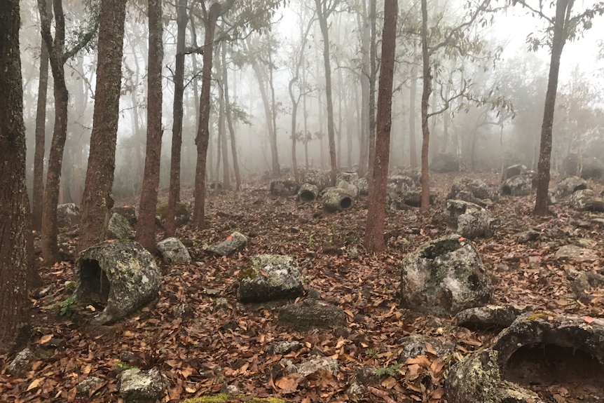 A foggy clearing in a forest with ceramic jars half buried on the ground