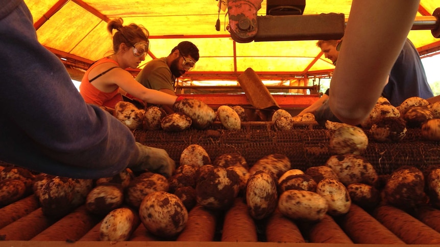 Pulling potatoes on the Atherton Tableland in far north Queensland