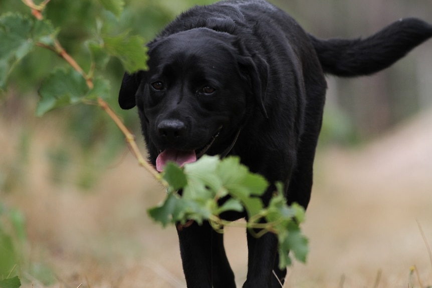 A black labrador dog trotting through a row of grapevines.