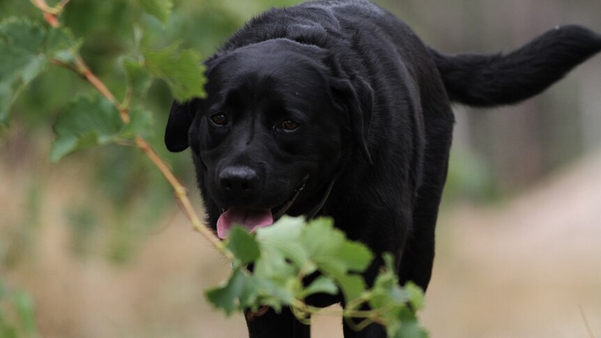 A black labrador dog trotting through a row of grapevines.