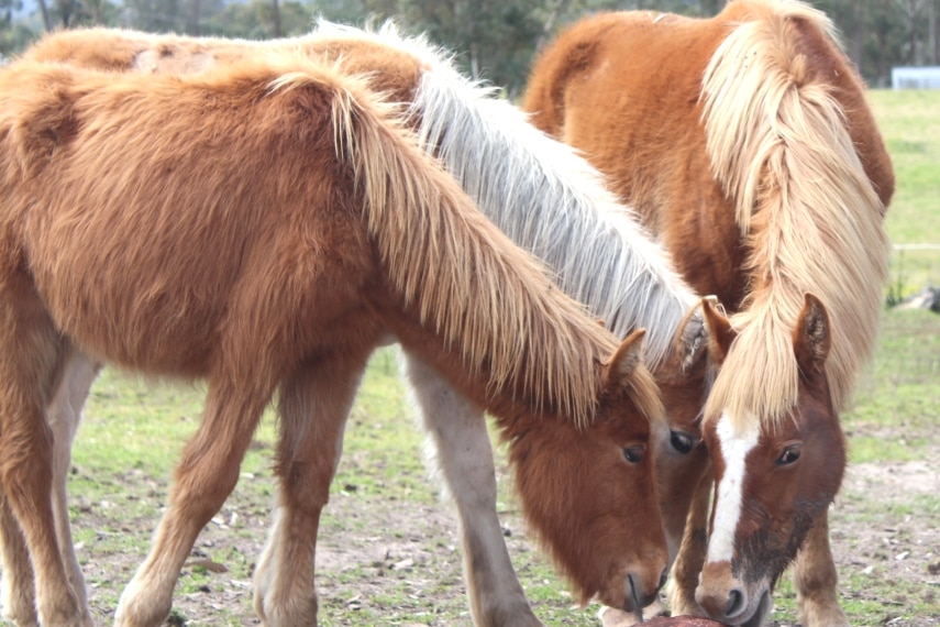 Brumbies from Kosciusko National Park.