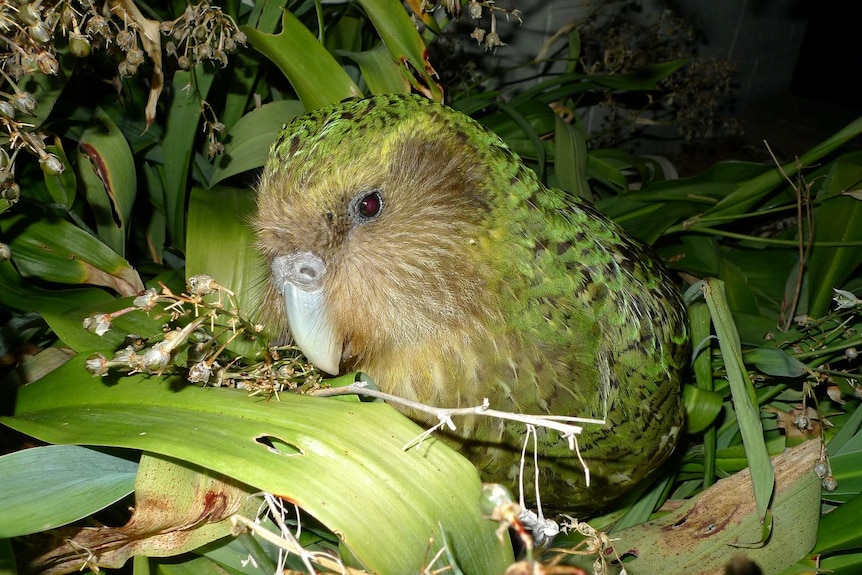 Close up of a Kakapo