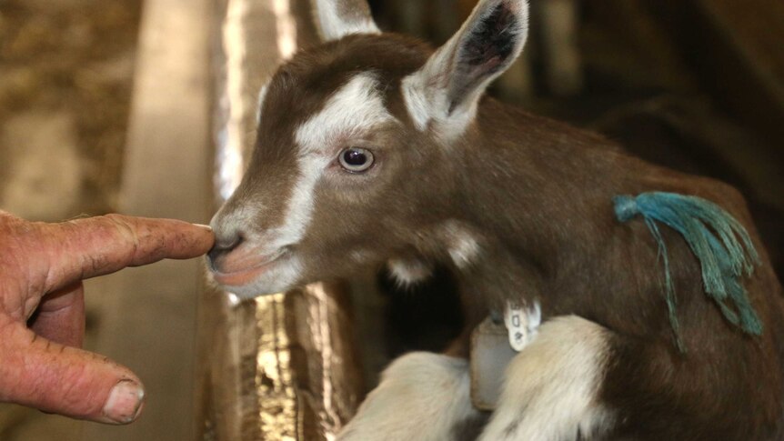 A work-worn farmer's finger extends to touch a baby goat on the nose.