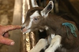 A work-worn farmer's finger extends to touch a baby goat on the nose.