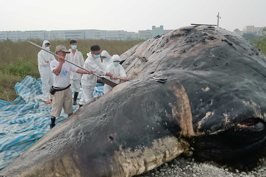 Marine biologists cut into a giant whale.