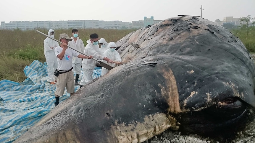 Conservationists discover rubbish haul in stomach of dead whale