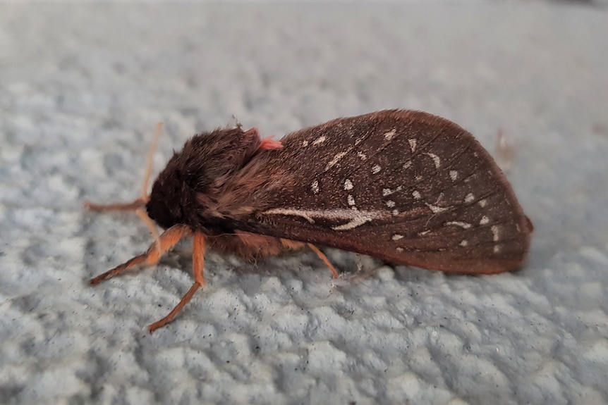 A brown moth with white spots on its wings and blonde antennae on a white surface.