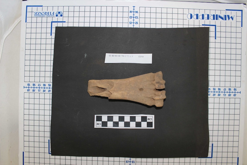 A fragment of an animal bone.