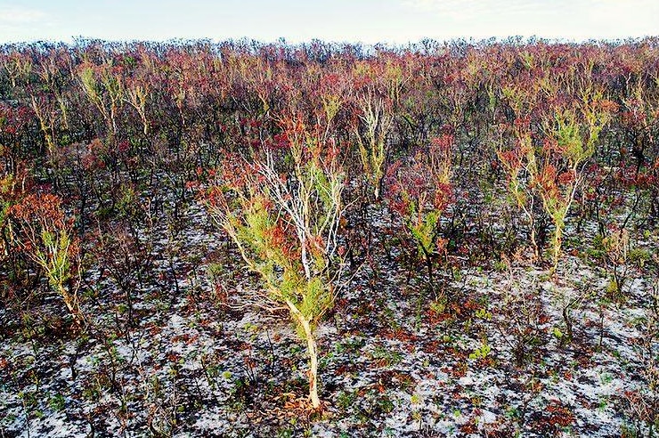 A drone view across a sparse forest of eucalypts with new green leaves. The ground is charred.