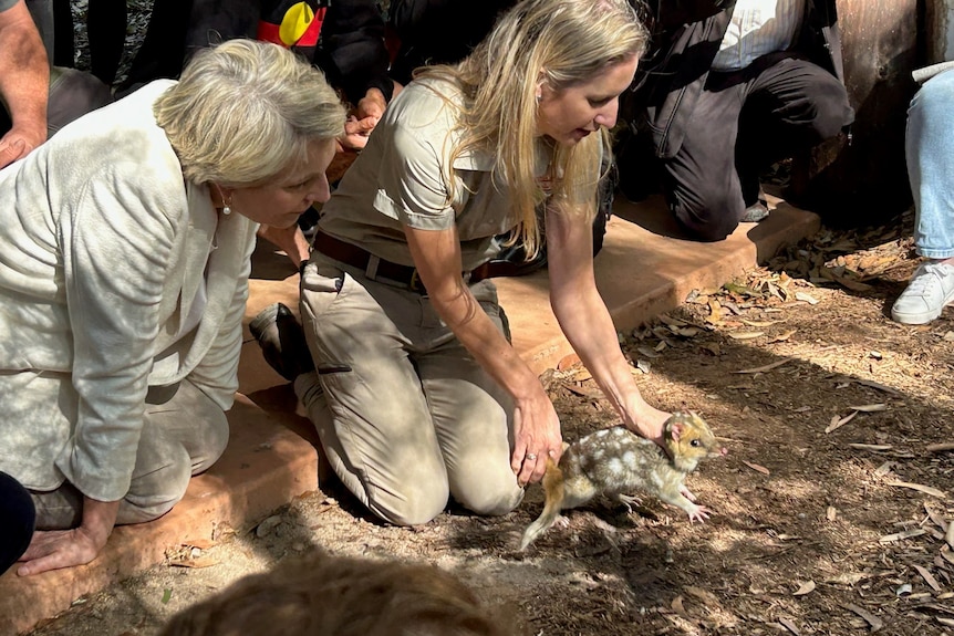 Two women release an eastern quoll