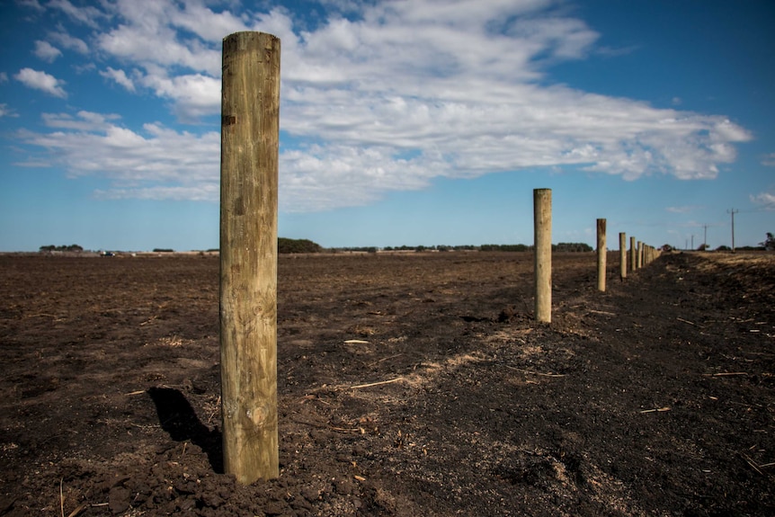 New fence posts on a burnt out property in Garvoc, south west Victoria.