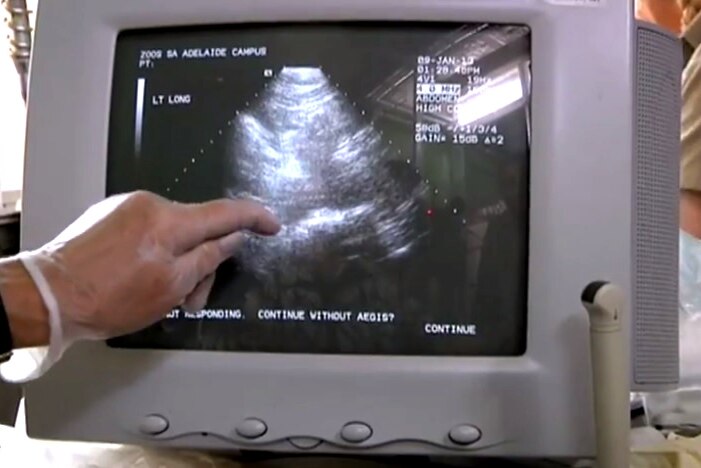 Zoo staff check ultrasound