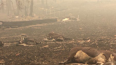 Three burnt and bloated cattle, killed in the bushfires, lie dead in a charred and blackened paddock