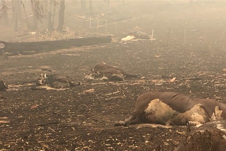 Three burnt and bloated cattle, killed in the bushfires, lie dead in a charred and blackened paddock