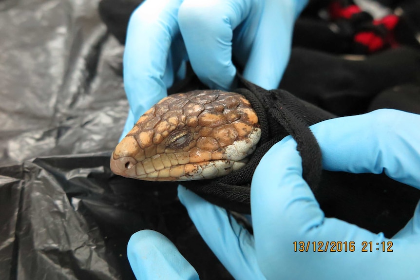 A person takes a lizard which was being smuggled out of a sock.