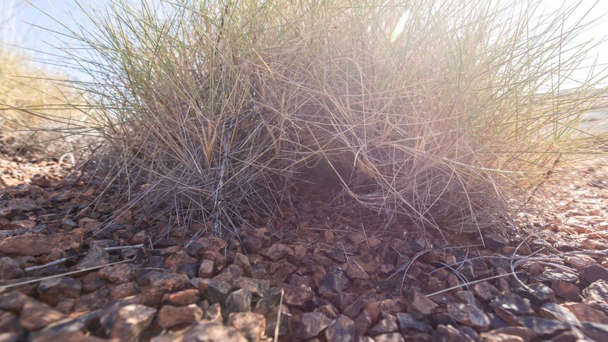 A large clump of dry spinifex grass growing in pebbly dirt, with a subtle tunnel through the grass.