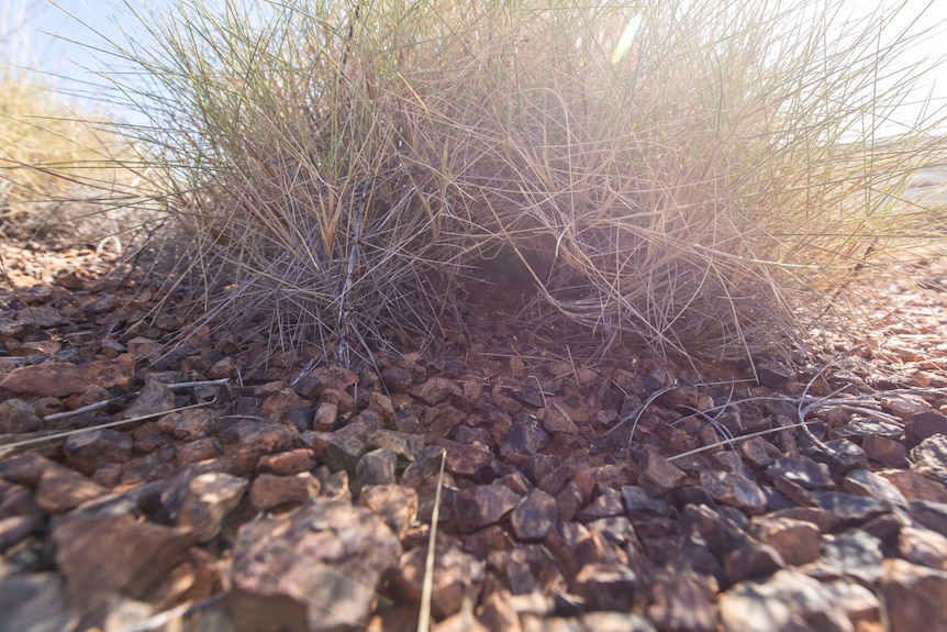 A large clump of dry spinifex grass growing in pebbly dirt, with a subtle tunnel through the grass.