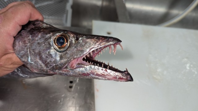 The head of a fish showing a lot of teeth