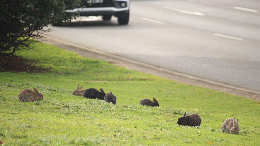 Brown and black rabbits sit on grass on the side of a busy highway.