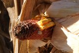 A corn cob attached to a stalk with about three quarters of kernels eaten off it. 