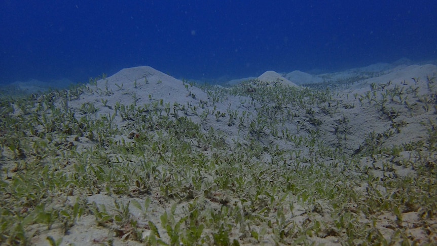 A deep water seagrass bed near Lizard Island in the Great Barrier Reef.