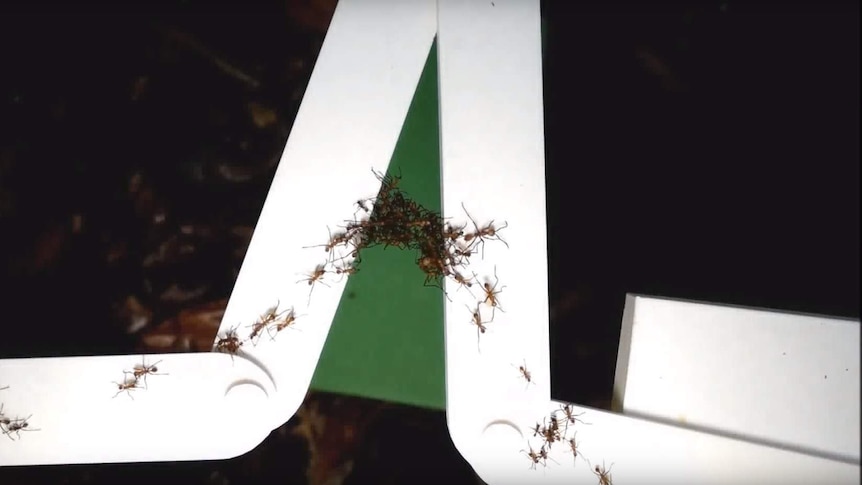 Army ants build a bridge to cross a gap