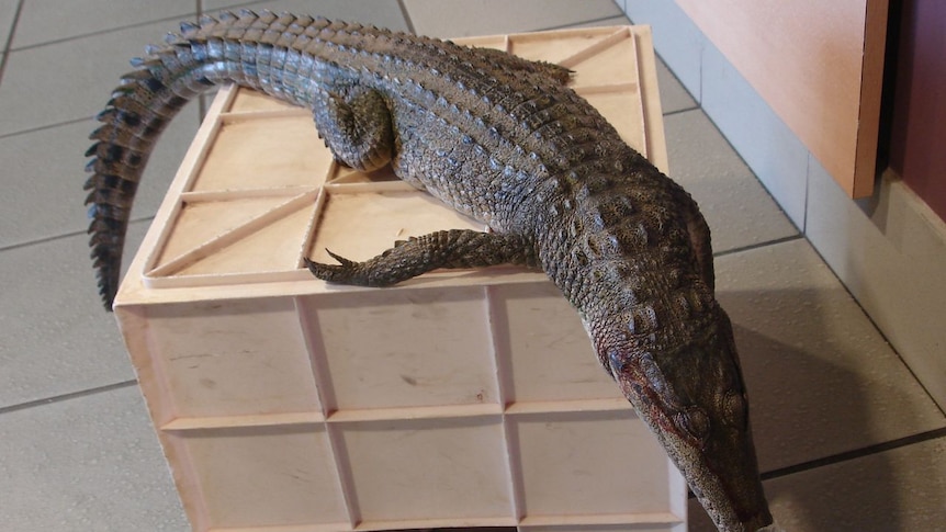 Police in Mount Isa say it is very rare to have a crocodile reported in the city's CBD.