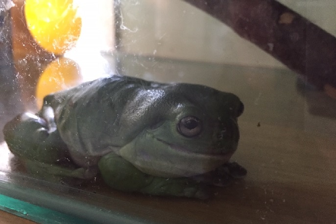 Frog at Cairns Frog Hospital
