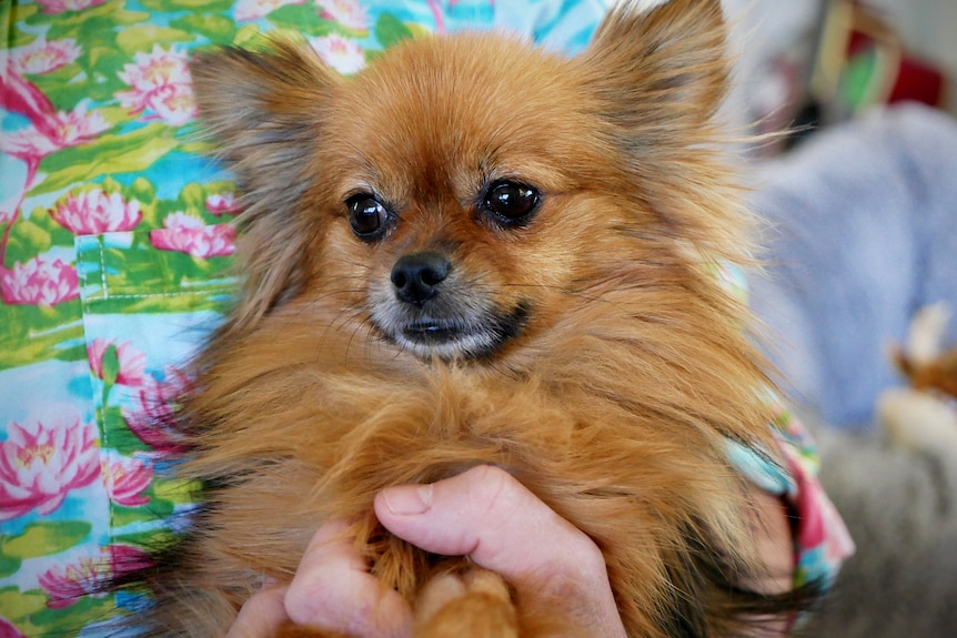 A small, fluffy dog sits in a man's hands