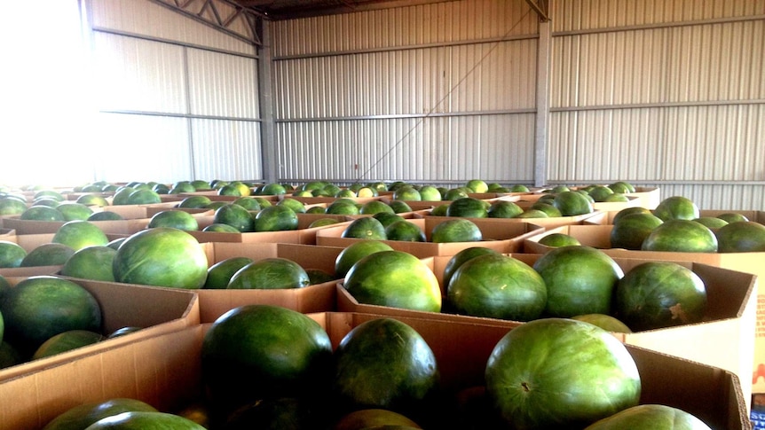 Boxed watermelons in a storage shed.