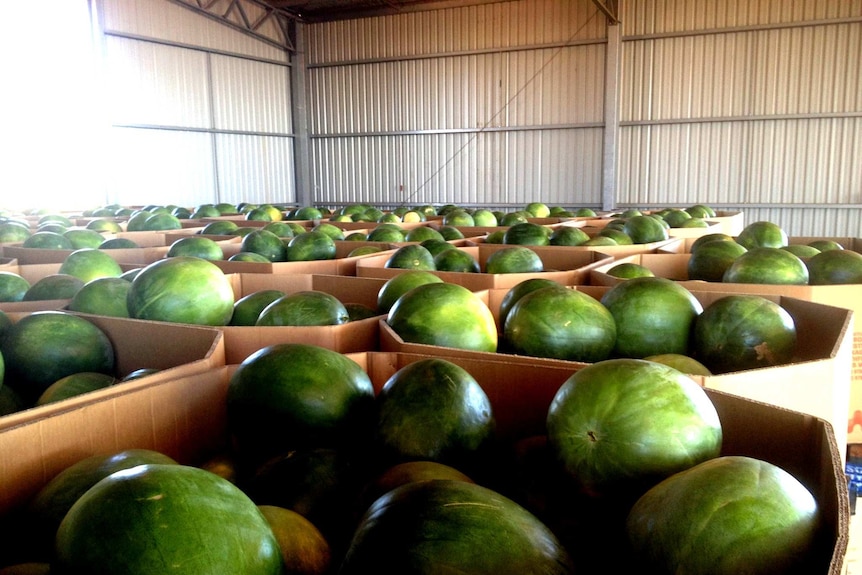 Boxed watermelons in a storage shed.