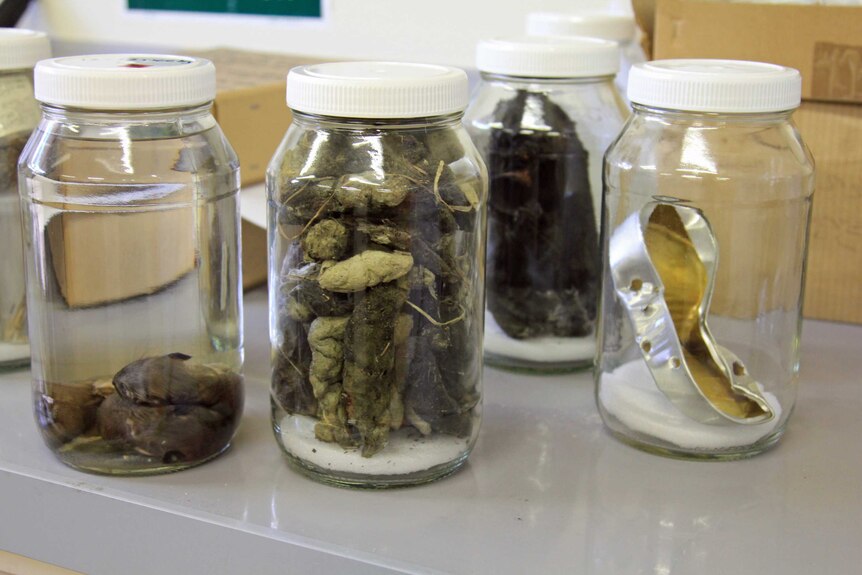 Four glass jars with various Tasmanian devil specimens in them