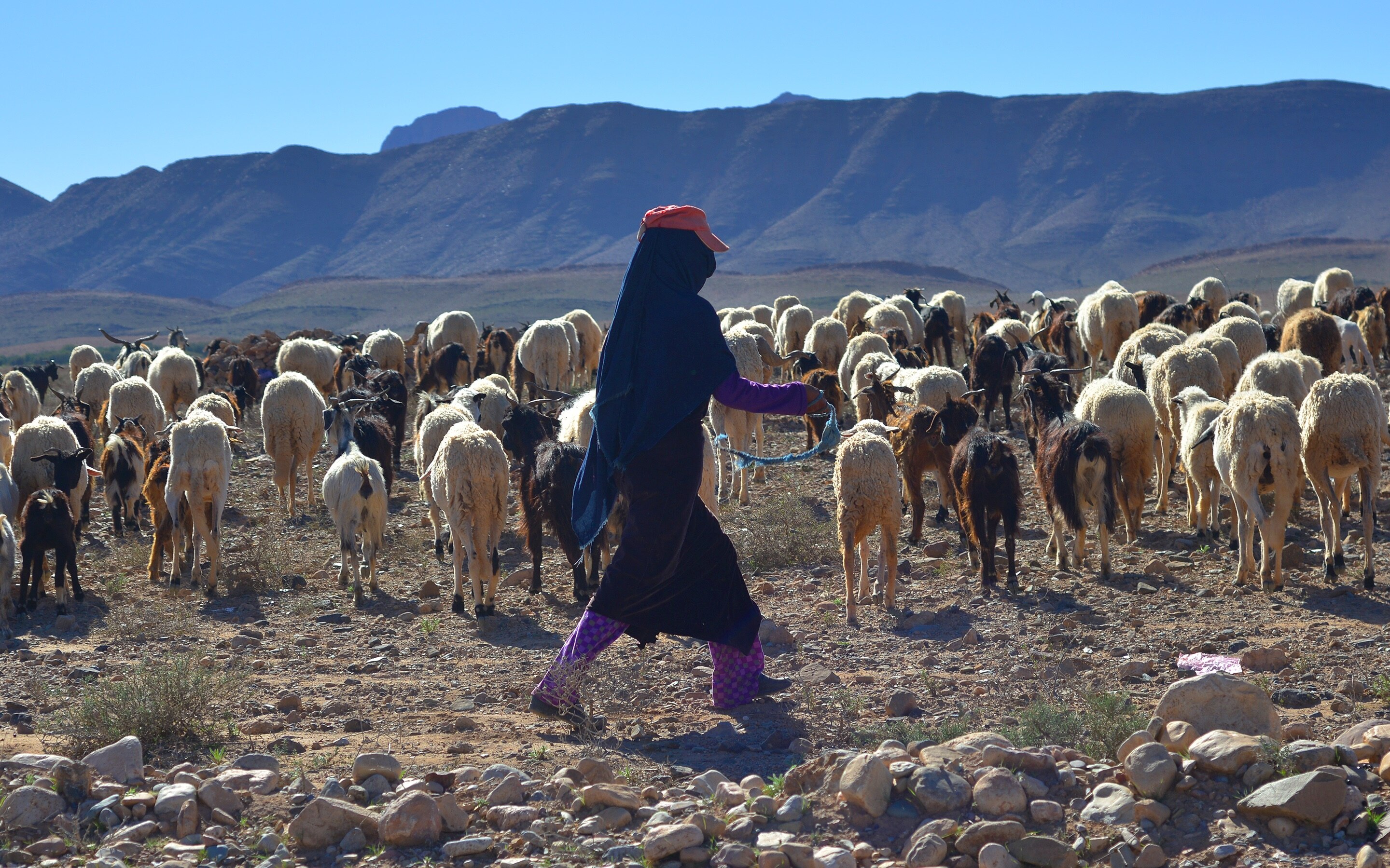 A person walking with sheep with mountains in the background