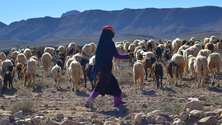 A man in robes herds sheep on a harsh-looking steppe.