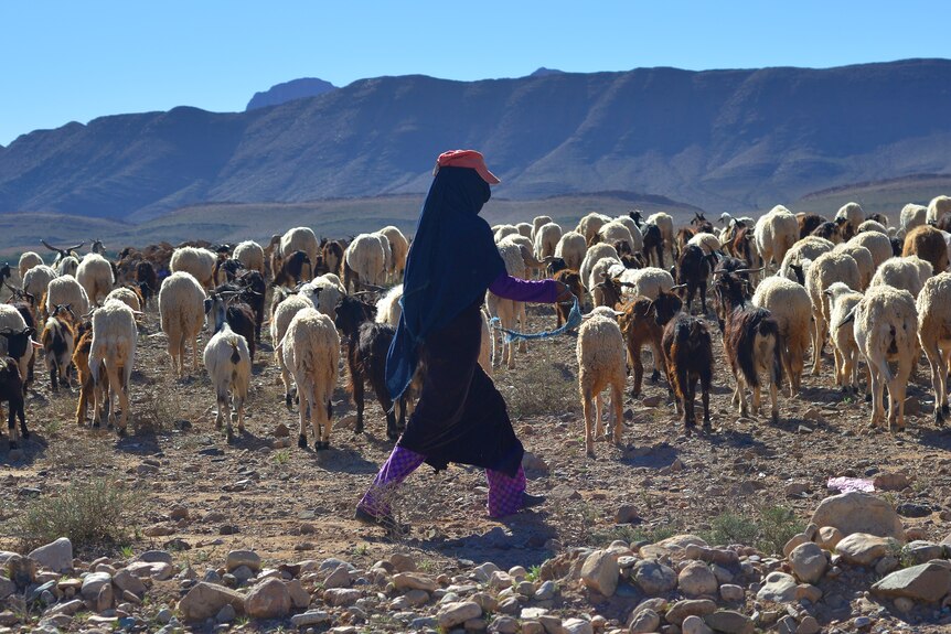 A person walking with sheep with mountains in the background