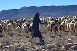 A man in robes herds sheep on a harsh-looking steppe.