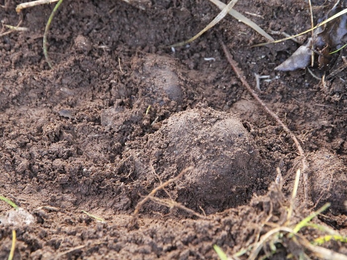 Fresh truffle in the ground