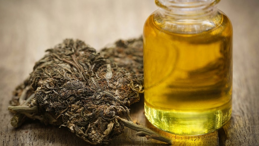 A small bottle of cannabis oil stands next to dry cannabis plant material which it is extracted from.