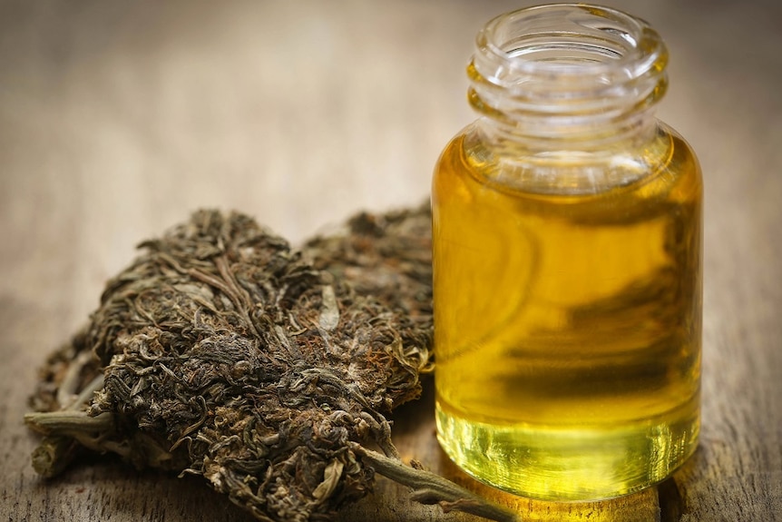 A small bottle of cannabis oil stands next to dry cannabis plant material which it is extracted from.