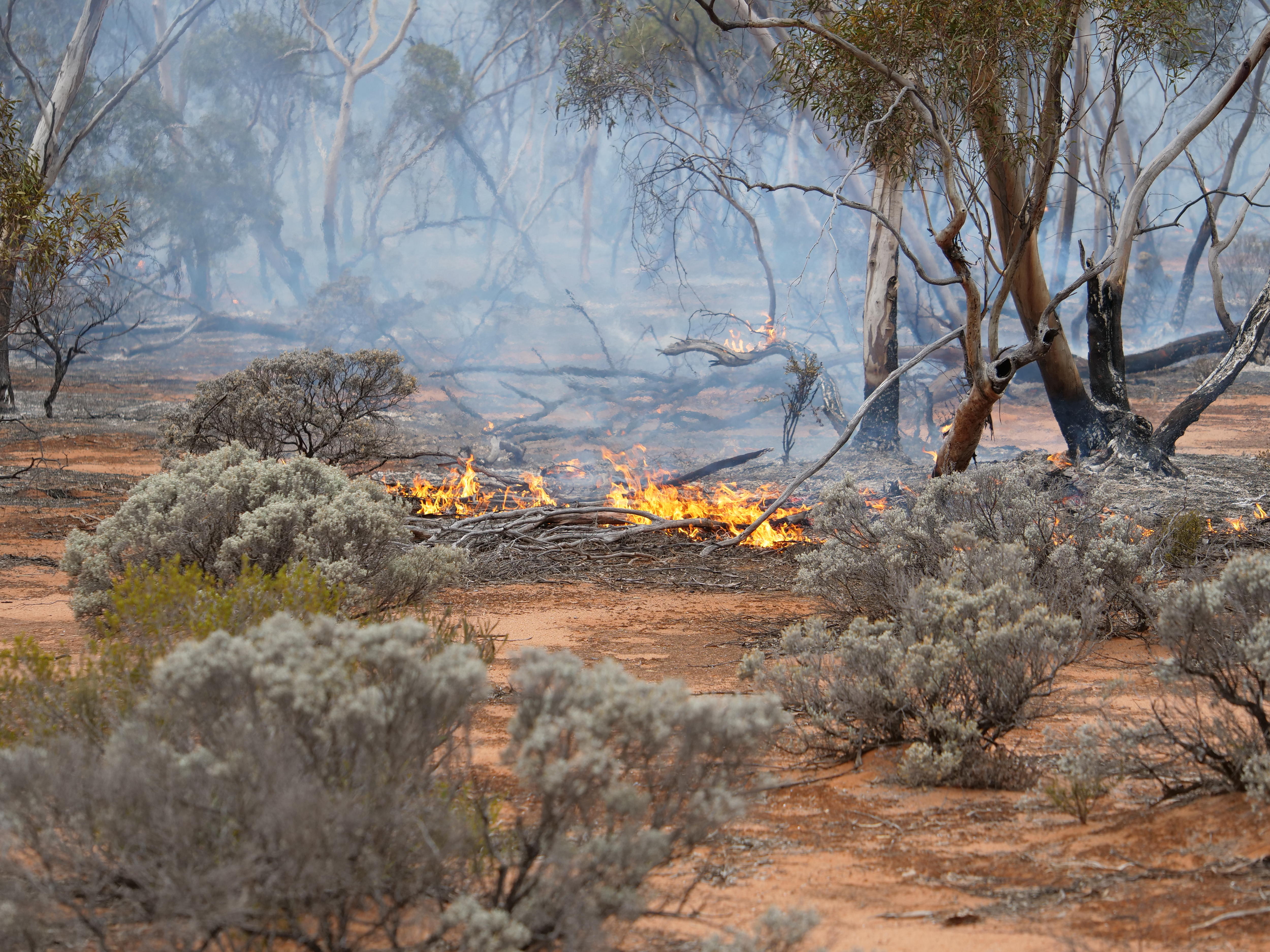 Fire burning in bushland