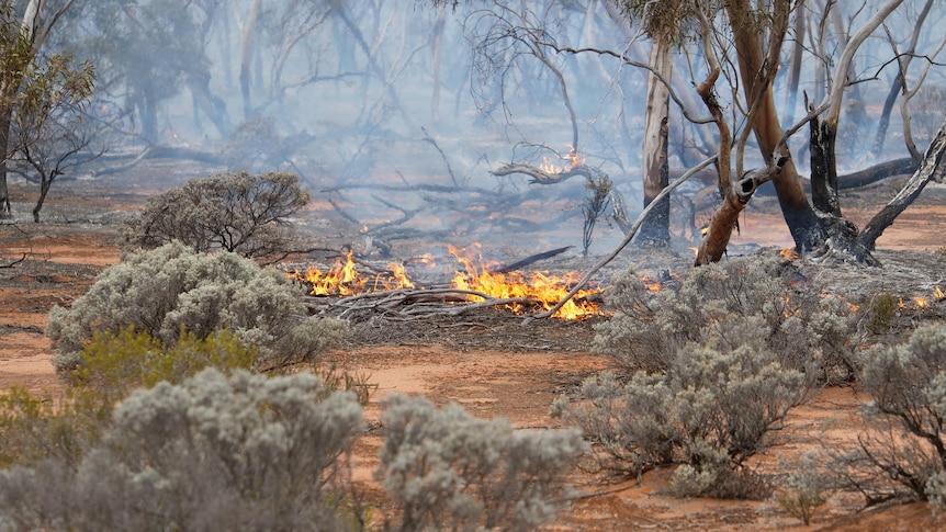 Fire burning in bushland